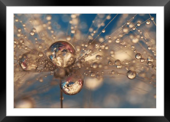 Crazy Dandelion Sparkles Framed Mounted Print by Sharon Johnstone