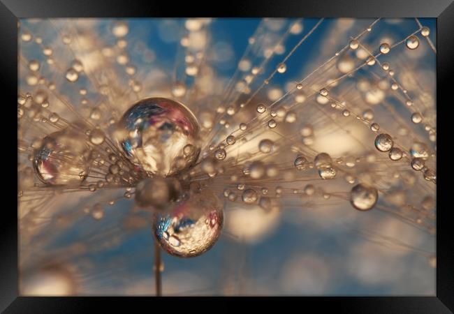 Crazy Dandelion Sparkles Framed Print by Sharon Johnstone