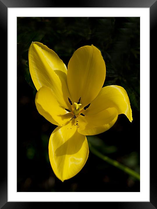 Yellow Tulip Macro Framed Mounted Print by Jacqi Elmslie