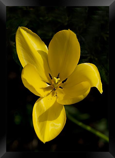 Yellow Tulip Macro Framed Print by Jacqi Elmslie