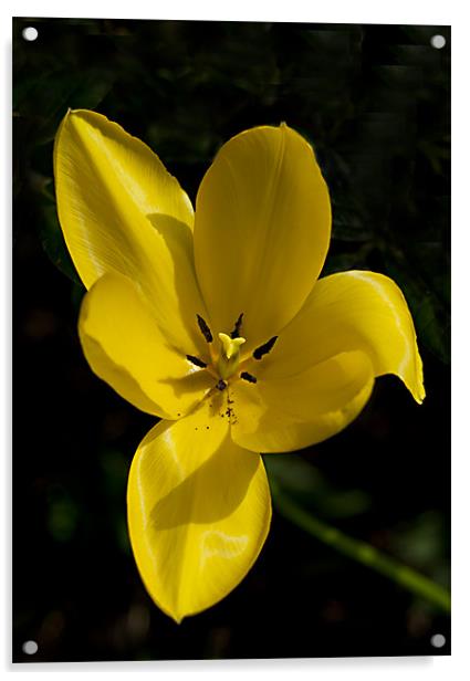 Yellow Tulip Macro Acrylic by Jacqi Elmslie
