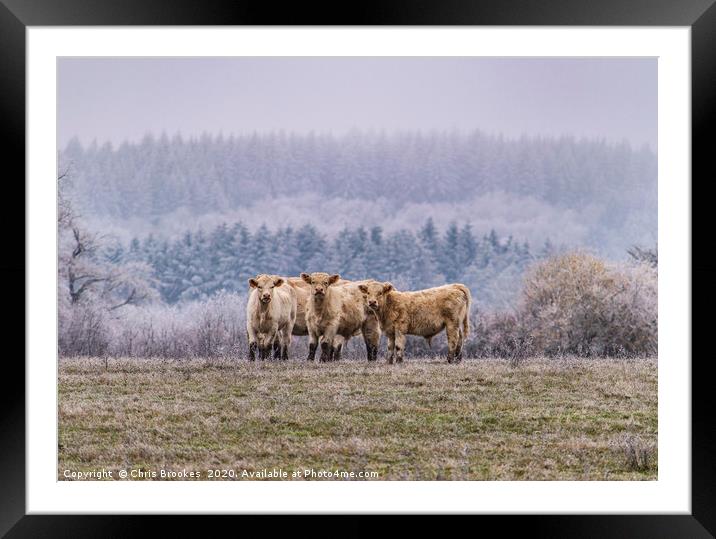 Winter cows Framed Mounted Print by Chris Brookes