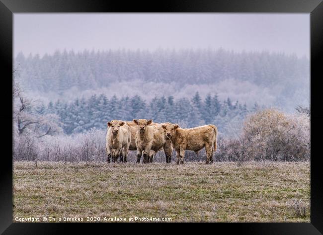 Winter cows Framed Print by Chris Brookes