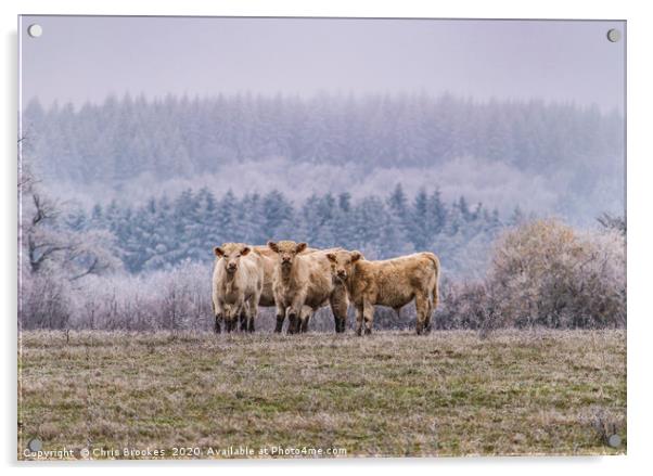 Winter cows Acrylic by Chris Brookes