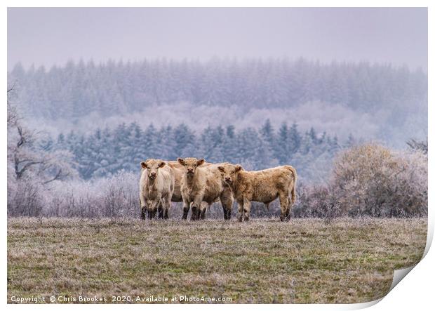 Winter cows Print by Chris Brookes