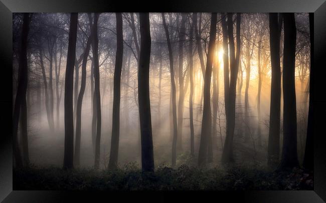 Winter Woodland Dawn Framed Print by Ceri Jones