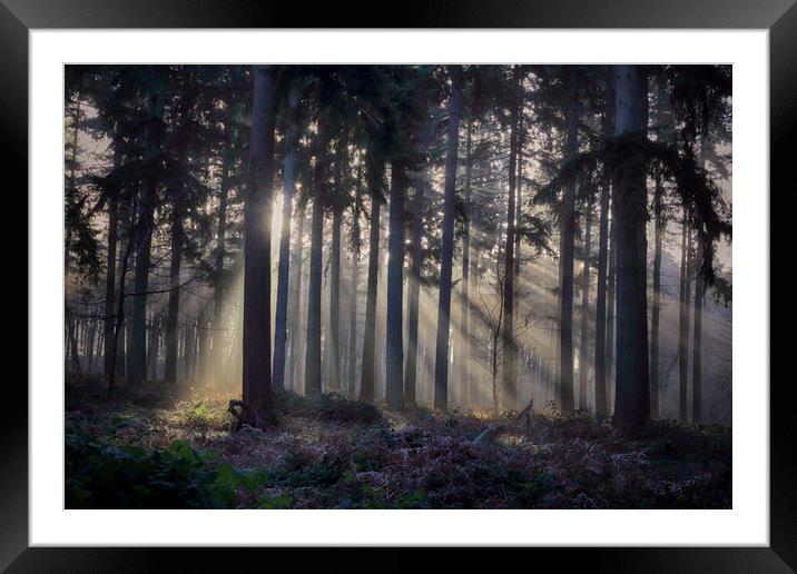 Winter Pine Woodlands Framed Mounted Print by Ceri Jones