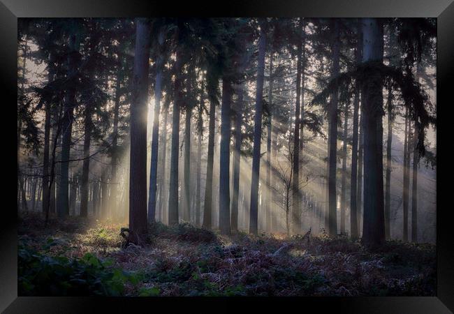 Winter Pine Woodlands Framed Print by Ceri Jones
