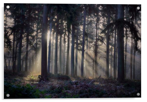 Winter Pine Woodlands Acrylic by Ceri Jones