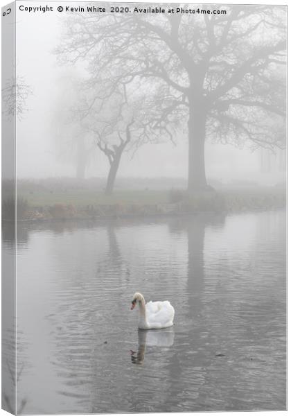 swan at dawn Canvas Print by Kevin White