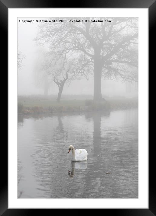 swan at dawn Framed Mounted Print by Kevin White