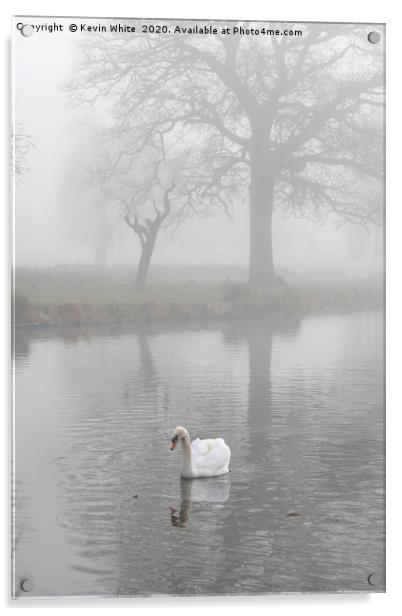 swan at dawn Acrylic by Kevin White