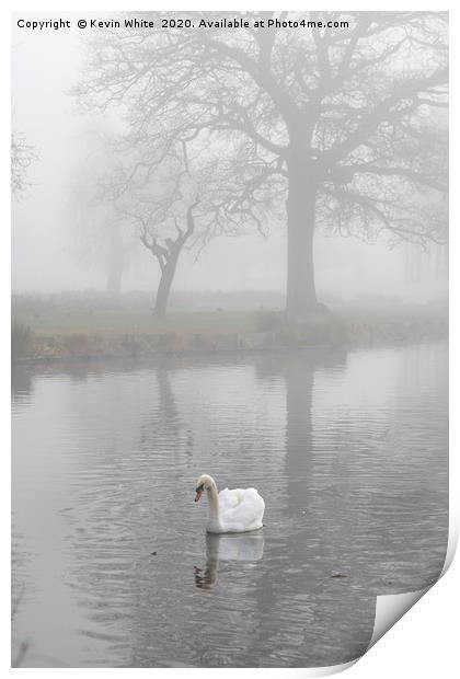 swan at dawn Print by Kevin White