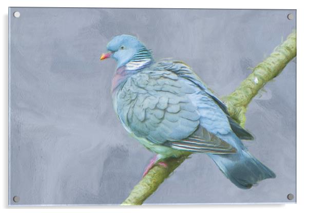 Wood Pigeon on Branch Acrylic by Robert Deering
