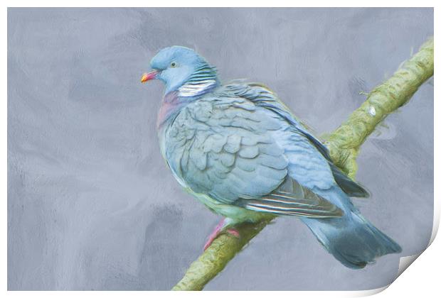 Wood Pigeon on Branch Print by Robert Deering