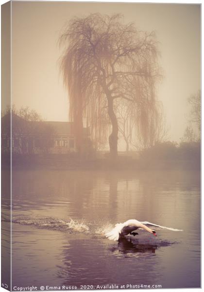 Swan landing in the mist at Bourne End, Bucks Canvas Print by Emma Russo