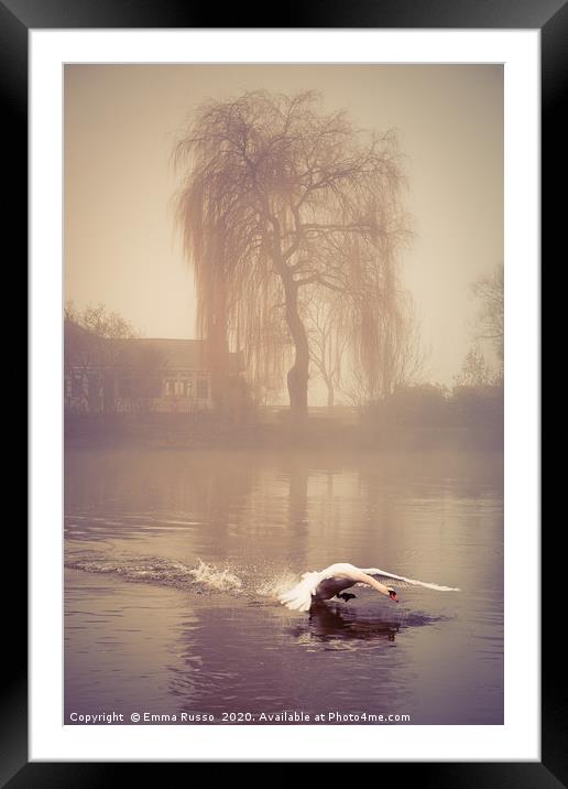 Swan landing in the mist at Bourne End, Bucks Framed Mounted Print by Emma Russo