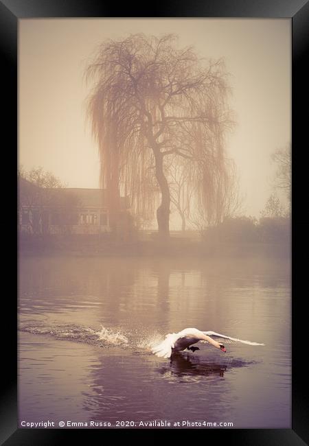 Swan landing in the mist at Bourne End, Bucks Framed Print by Emma Russo