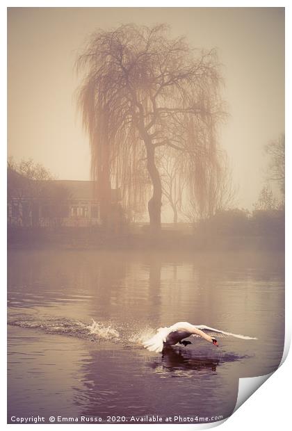 Swan landing in the mist at Bourne End, Bucks Print by Emma Russo
