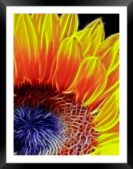 Sunflower Framed Mounted Print by Alice Gosling