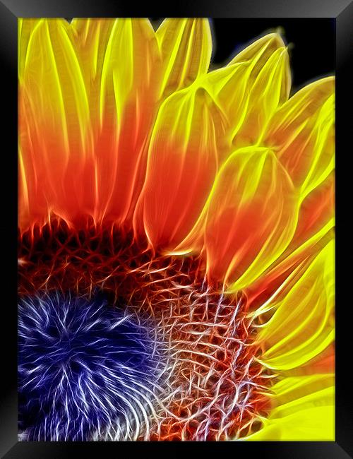 Sunflower Framed Print by Alice Gosling
