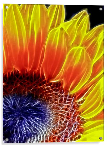 Sunflower Acrylic by Alice Gosling