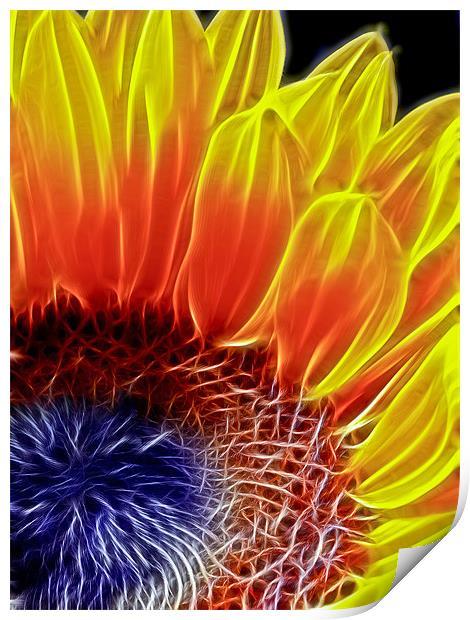 Sunflower Print by Alice Gosling