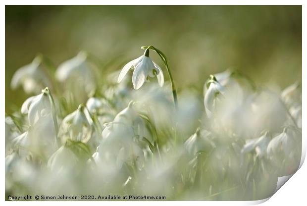 Snowdrop World Print by Simon Johnson