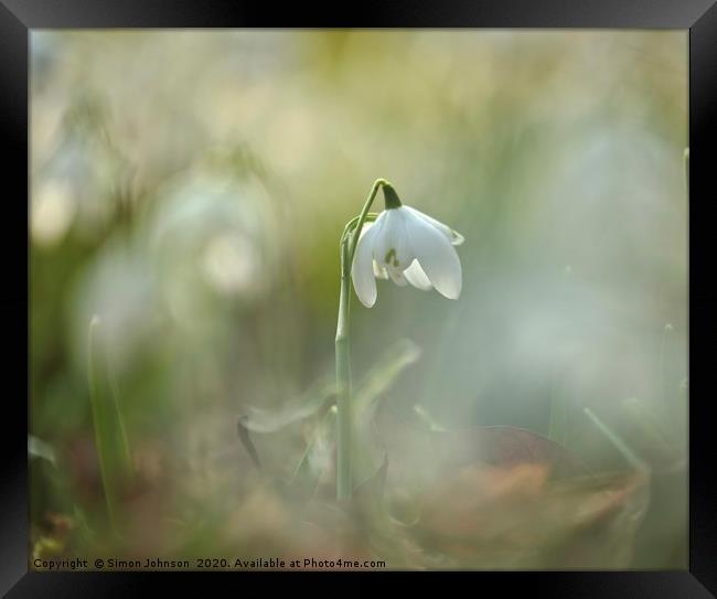 Isolated snowdrop Framed Print by Simon Johnson