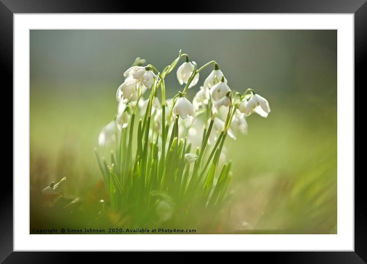 cotswold snowdrops Framed Mounted Print by Simon Johnson