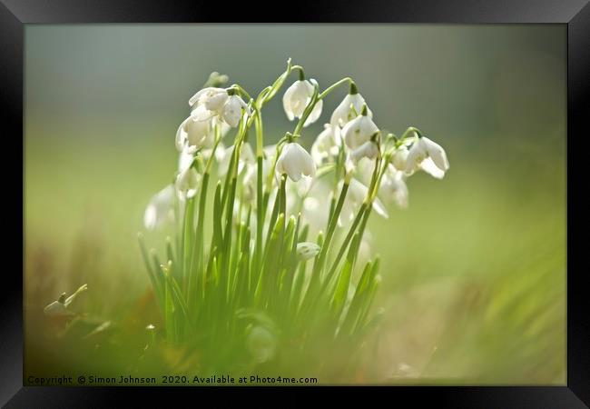 cotswold snowdrops Framed Print by Simon Johnson