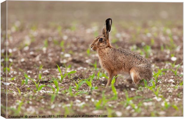 Brown hare at in a field of crops Canvas Print by Simon Bratt LRPS