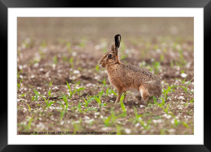 Brown hare at in a field of crops Framed Mounted Print by Simon Bratt LRPS