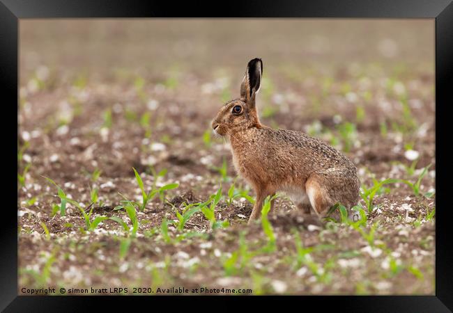 Brown hare at in a field of crops Framed Print by Simon Bratt LRPS