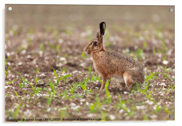 Brown hare at in a field of crops Acrylic by Simon Bratt LRPS