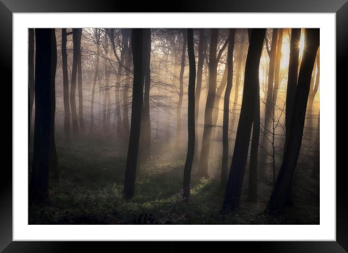 Woodland Dawn Framed Mounted Print by Ceri Jones