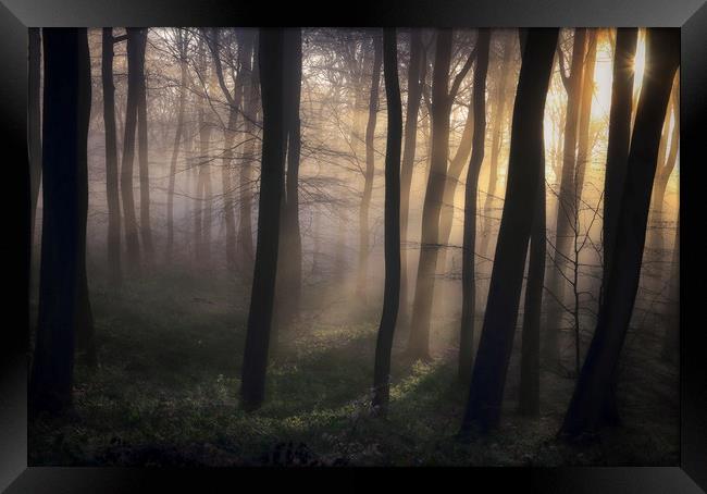 Woodland Dawn Framed Print by Ceri Jones