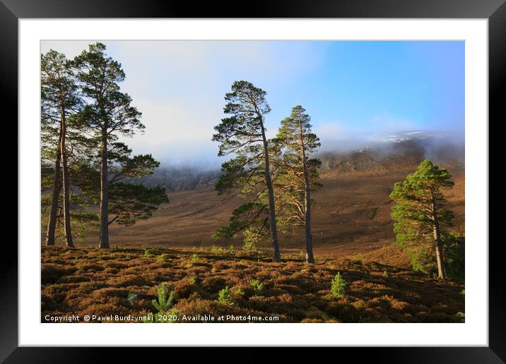 Scottish Pines Framed Mounted Print by Pawel Burdzynski