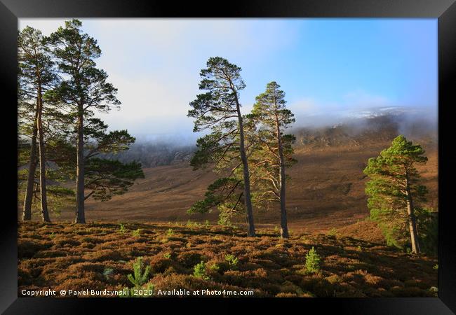 Scottish Pines Framed Print by Pawel Burdzynski