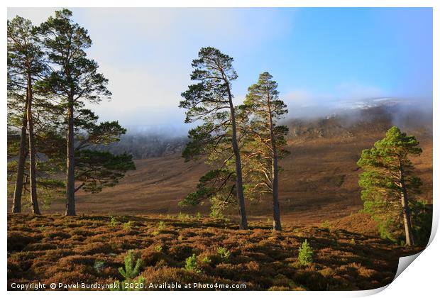 Scottish Pines Print by Pawel Burdzynski