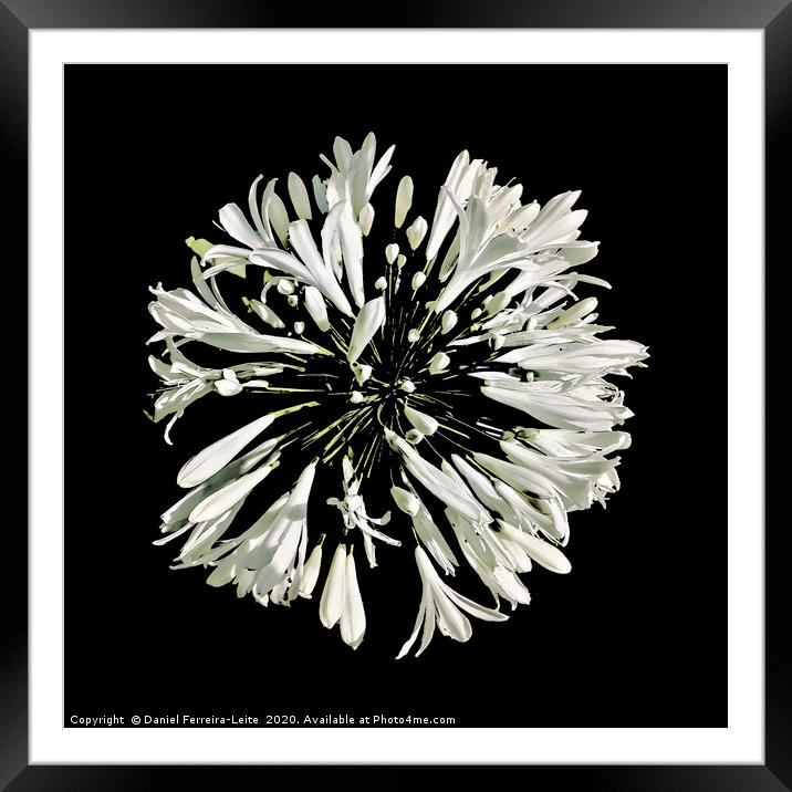 Top View White Stylized Radial Flower Isolated Pho Framed Mounted Print by Daniel Ferreira-Leite