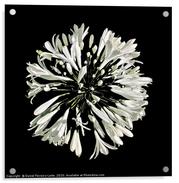 Top View White Stylized Radial Flower Isolated Pho Acrylic by Daniel Ferreira-Leite