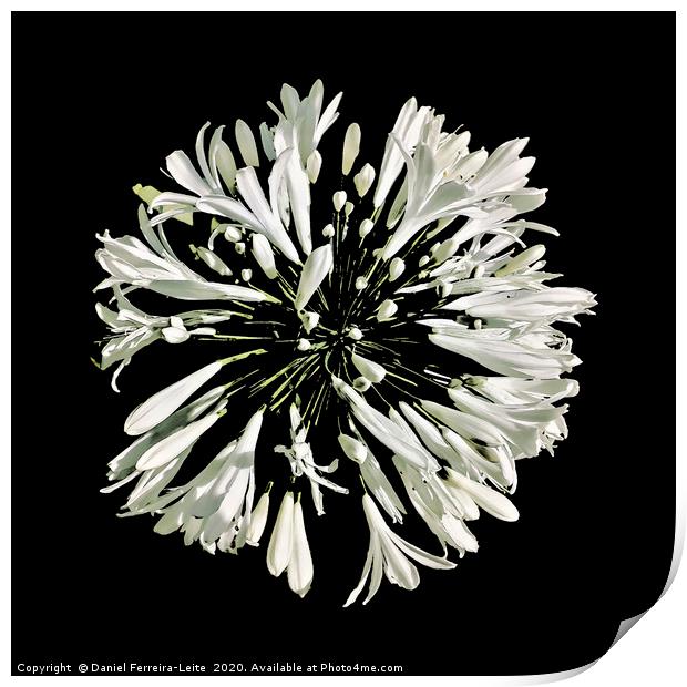 Top View White Stylized Radial Flower Isolated Pho Print by Daniel Ferreira-Leite