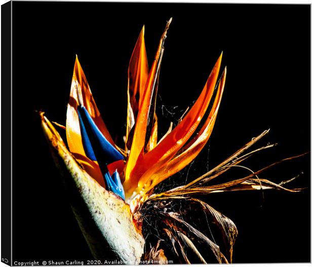 Bird Of Paradise With Web Canvas Print by Shaun Carling