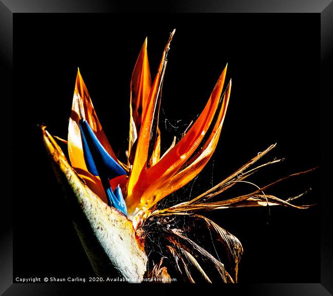 Bird Of Paradise With Web Framed Print by Shaun Carling