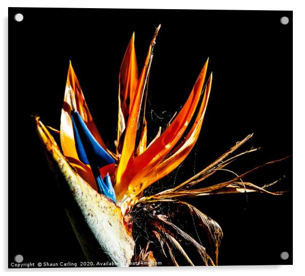 Bird Of Paradise With Web Acrylic by Shaun Carling