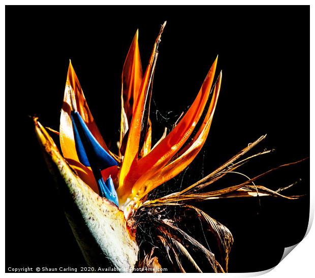 Bird Of Paradise With Web Print by Shaun Carling