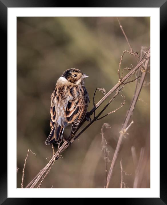 Reed Bunting Framed Mounted Print by Jonathan Thirkell