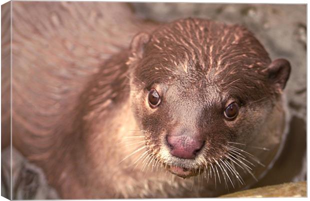 Smooth Coated Otter Canvas Print by Serena Bowles