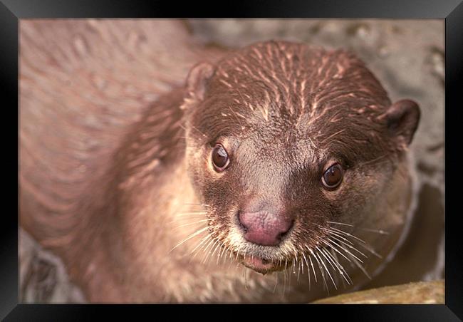 Smooth Coated Otter Framed Print by Serena Bowles